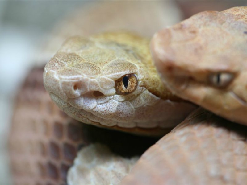 Dieren